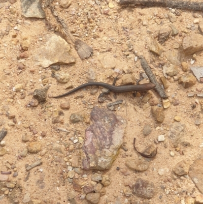 Lampropholis guichenoti (Common Garden Skink) at Black Mountain - 6 Mar 2021 by LD12