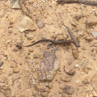 Lampropholis guichenoti (Common Garden Skink) at Downer, ACT - 6 Mar 2021 by LD12