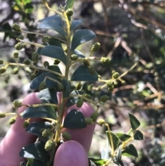 Acacia cultriformis (Knife Leaf Wattle) at Red Hill Nature Reserve - 15 Aug 2021 by Tapirlord