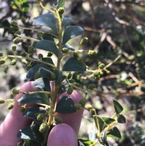 Acacia cultriformis at Deakin, ACT - 15 Aug 2021