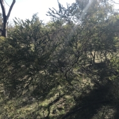 Acacia cultriformis at Deakin, ACT - 15 Aug 2021