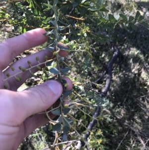 Acacia cultriformis at Deakin, ACT - 15 Aug 2021