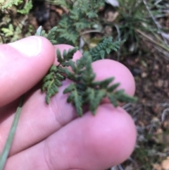 Cheilanthes sieberi (Rock Fern) at Red Hill Nature Reserve - 15 Aug 2021 by Tapirlord