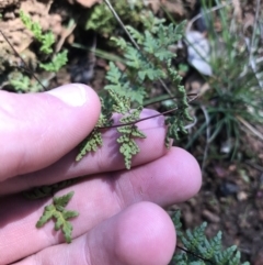 Cheilanthes sieberi at Deakin, ACT - 15 Aug 2021 11:54 AM