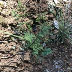 Cheilanthes sieberi at Deakin, ACT - 15 Aug 2021