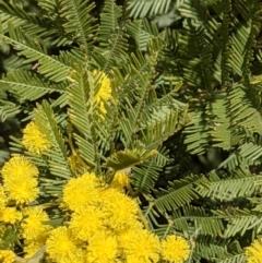 Acacia decurrens (Green Wattle) at Hackett, ACT - 21 Aug 2021 by abread111