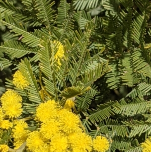 Acacia decurrens at Hackett, ACT - 21 Aug 2021