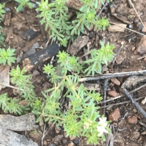 Asperula conferta at Deakin, ACT - 15 Aug 2021