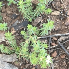 Asperula conferta (Common Woodruff) at Deakin, ACT - 15 Aug 2021 by Tapirlord