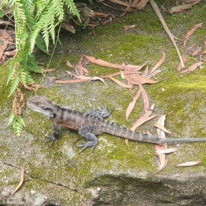 Intellagama lesueurii lesueurii at Blue Mountains National Park, NSW - 20 Feb 2021