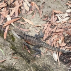 Intellagama lesueurii lesueurii at Blue Mountains National Park, NSW - 20 Feb 2021