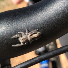 Sandalodes superbus (Ludicra Jumping Spider) at Red Hill Nature Reserve - 15 Aug 2021 by Tapirlord