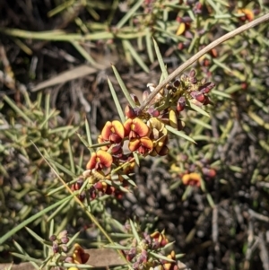 Daviesia genistifolia at Downer, ACT - 21 Aug 2021