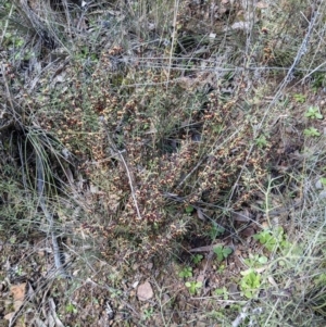 Daviesia genistifolia at Downer, ACT - 21 Aug 2021