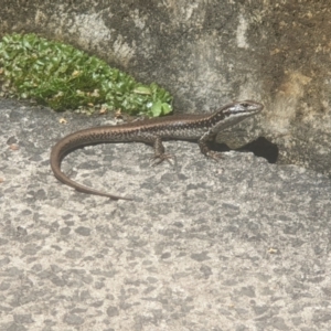 Eulamprus heatwolei at Blackheath, NSW - 16 Jan 2021