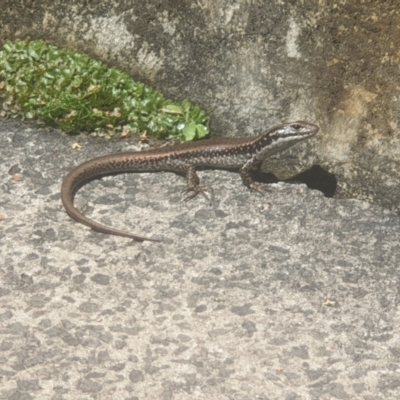 Eulamprus heatwolei (Yellow-bellied Water Skink) at Blackheath, NSW - 16 Jan 2021 by LD12