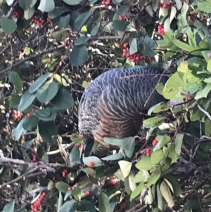 Callocephalon fimbriatum at Hughes, ACT - 15 Aug 2021