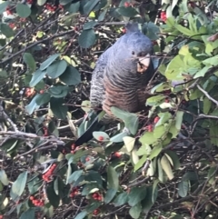 Callocephalon fimbriatum at Hughes, ACT - 15 Aug 2021