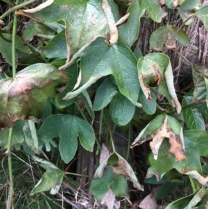Passiflora cinnabarina at Downer, ACT - 21 Aug 2021