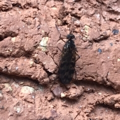 Sylvicola dubius (Wood-gnat) at Garran, ACT - 15 Aug 2021 by Tapirlord