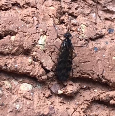 Sylvicola dubius (Wood-gnat) at Garran, ACT - 15 Aug 2021 by Tapirlord