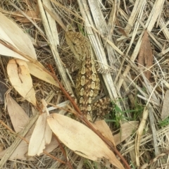 Amphibolurus muricatus (Jacky Lizard) at Broulee Moruya Nature Observation Area - 8 Mar 2021 by LD12