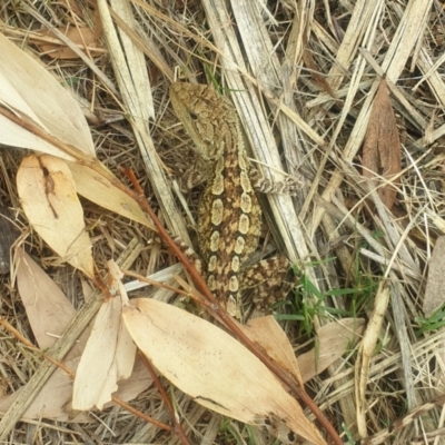 Amphibolurus muricatus (Jacky Lizard) at Broulee, NSW - 8 Mar 2021 by LD12