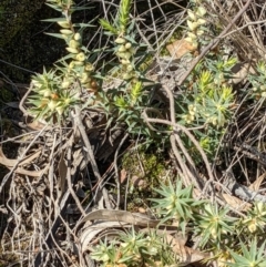 Melichrus urceolatus (Urn Heath) at Downer, ACT - 21 Aug 2021 by abread111