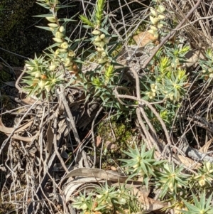 Melichrus urceolatus at Downer, ACT - 21 Aug 2021