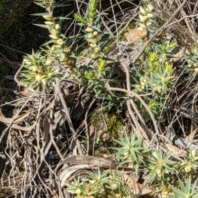 Melichrus urceolatus (Urn Heath) at Downer, ACT - 21 Aug 2021 by abread111