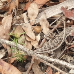 Rankinia diemensis (Mountain Dragon) at Blue Mountains National Park - 20 Feb 2021 by LD12