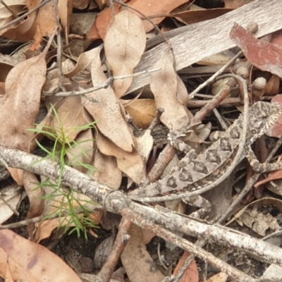 Rankinia diemensis (Mountain Dragon) at Woodford, NSW - 20 Feb 2021 by LD12