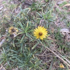 Xerochrysum viscosum (Sticky Everlasting) at Gungaderra Grasslands - 21 Aug 2021 by Jenny54