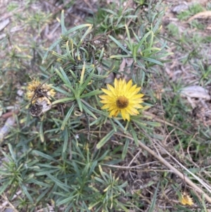 Xerochrysum viscosum at Crace, ACT - 21 Aug 2021