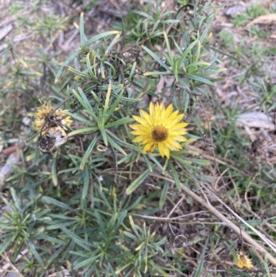 Xerochrysum viscosum (Sticky Everlasting) at Crace, ACT - 21 Aug 2021 by Jenny54