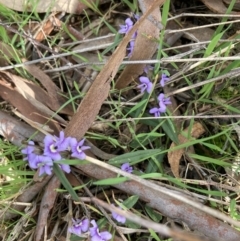 Hovea heterophylla (Common Hovea) at Crace, ACT - 21 Aug 2021 by Jenny54