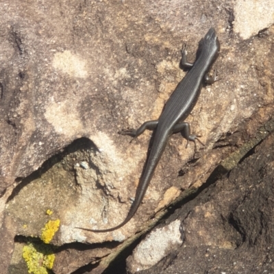 Eulamprus quoyii (Eastern Water Skink) at Mollymook Beach, NSW - 20 Sep 2020 by LD12