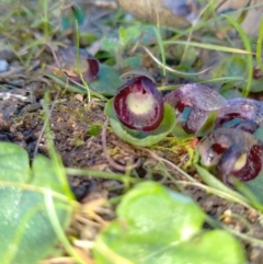 Corysanthes incurva (Slaty Helmet Orchid) by ArcherCallaway