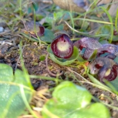 Corysanthes incurva (Slaty Helmet Orchid) at Fadden, ACT - 21 Aug 2021 by ArcherCallaway