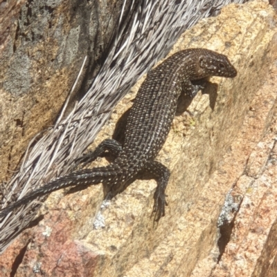 Egernia cunninghami (Cunningham's Skink) at Tennent, ACT - 24 Mar 2019 by LD12