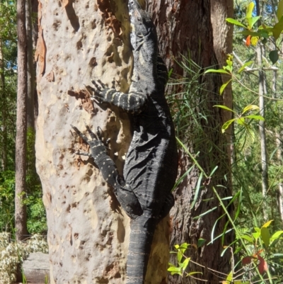 Varanus varius (Lace Monitor) at Termeil, NSW - 31 Mar 2019 by LD12