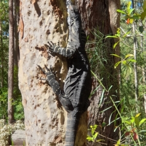 Varanus varius at Termeil, NSW - 31 Mar 2019