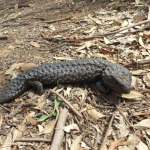 Tiliqua rugosa at Downer, ACT - 25 Feb 2020 02:14 PM