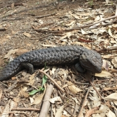 Tiliqua rugosa (Shingleback Lizard) at Mount Majura - 25 Feb 2020 by LD12