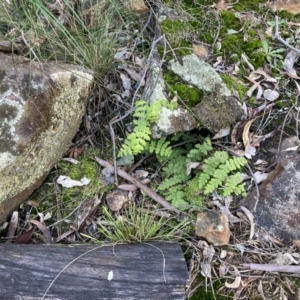 Histiopteris incisa at Majura, ACT - 21 Aug 2021