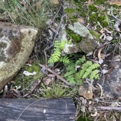 Histiopteris incisa at Majura, ACT - 21 Aug 2021