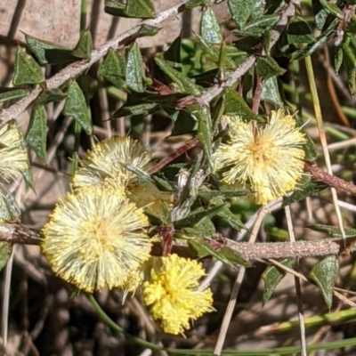 Acacia gunnii (Ploughshare Wattle) at Downer, ACT - 21 Aug 2021 by abread111