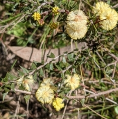 Acacia gunnii at Downer, ACT - 21 Aug 2021