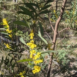 Acacia rubida at Downer, ACT - 21 Aug 2021 12:26 PM