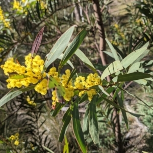 Acacia rubida at Downer, ACT - 21 Aug 2021 12:26 PM